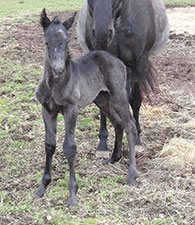 Blue Java Valentine X XXX Finley Hancock