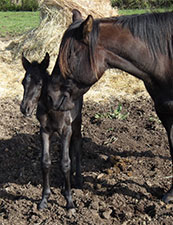 Foxy Black Valentine x XXX Bluechip hancock
