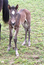 GRACE CHEX HANCOCK X BLUE ZEUS HANCOCK
