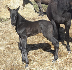 Grace Chex Hancock x Blue Zues Hancock