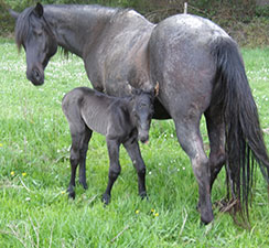 King Fritz Queen x Blue Zeus Hancock