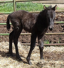 MS Polly chex x XXX Finley Hancock