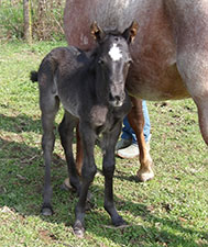 Polly Chex Valentine X Blue Zeus Hancock