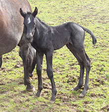 XXX-Cinder Hancock x Blue Zeus Hancock