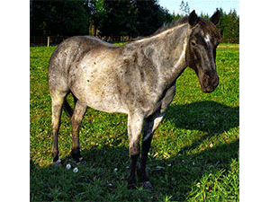 WYO Blue Drift Mandy