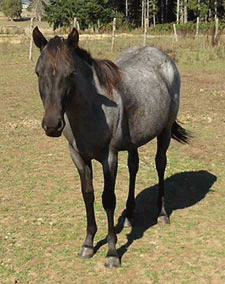 xxx blubones hancock